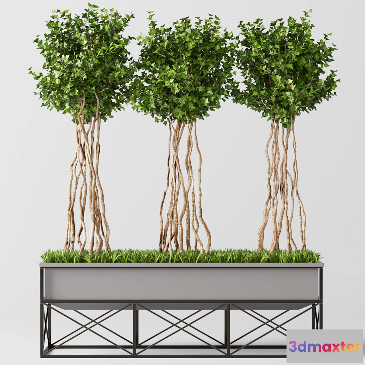 1321044 - English Ivy Topiary 3D Max