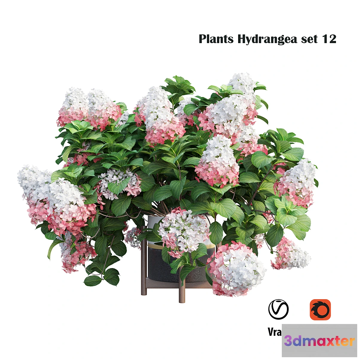 1321100 - Plants Hydrangea set 12 3D Max