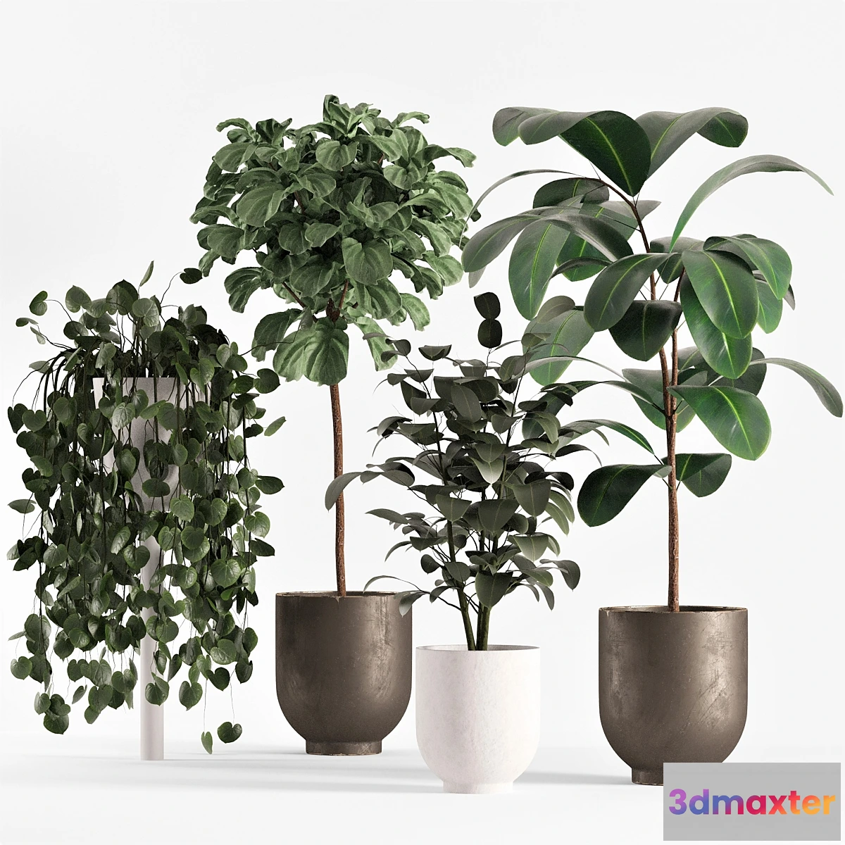 1321724 - collecton03-ficus plants 3D Max