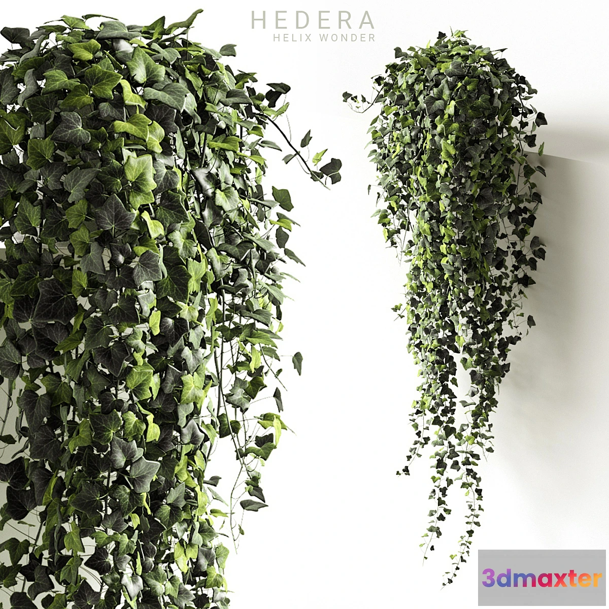 1321880 - Hedera helix wonder long 3D Max