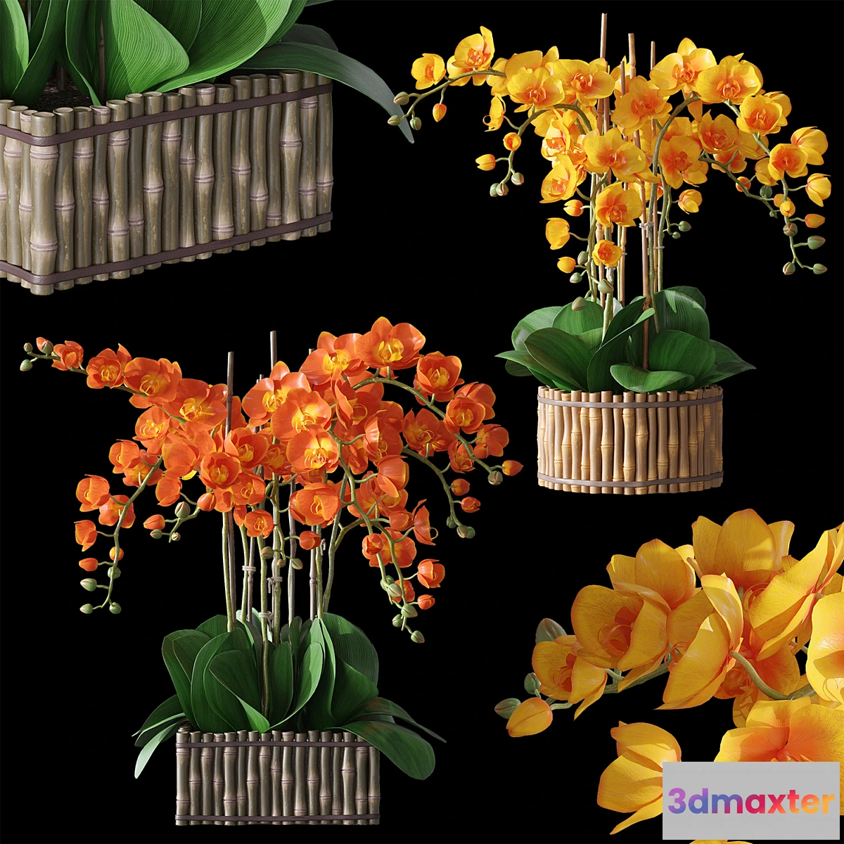 1322530 - Orchids 3 3D Max