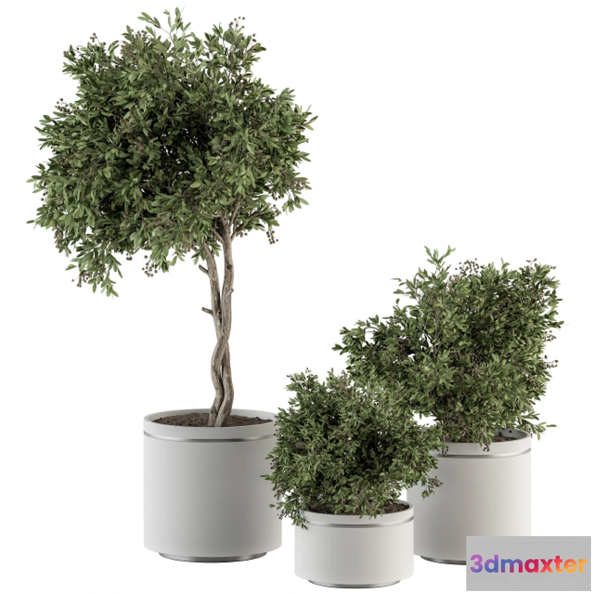 1322960 - indoor Plant Set 311 - Tree and Plant Set in Black pot 3D Max