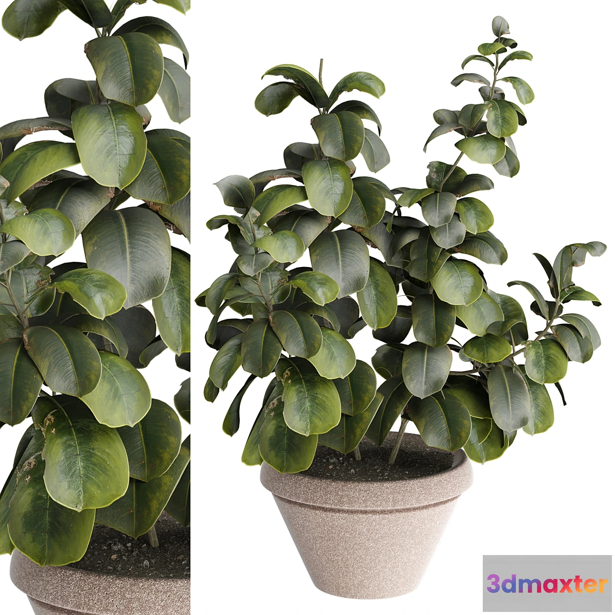 1323951 - indoor Plant 491 3D Max