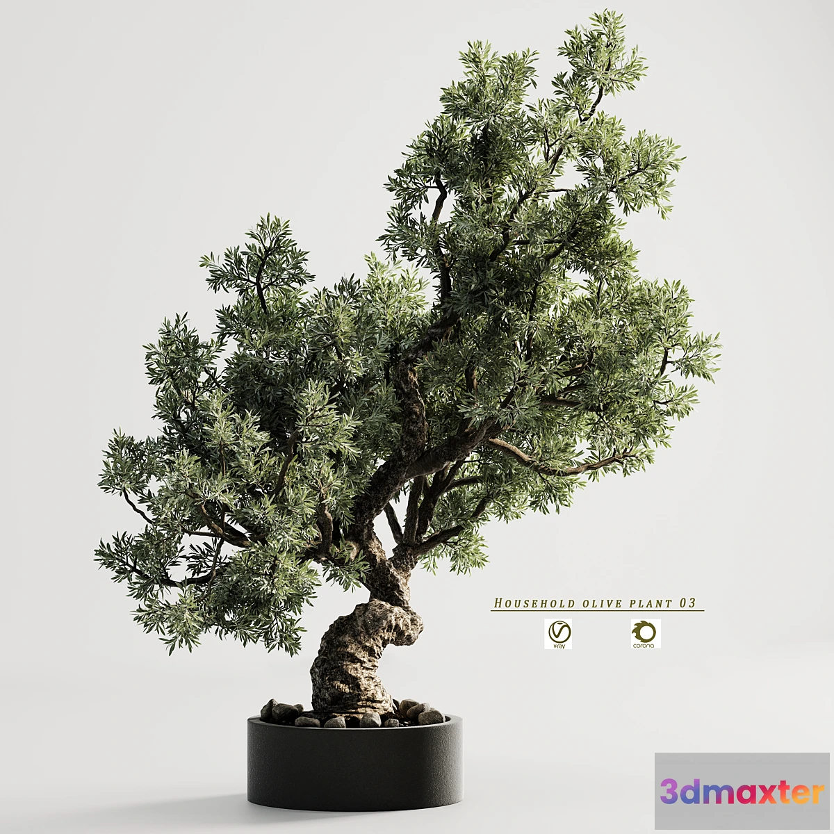 1323976 - household olive plant 03 3D Max