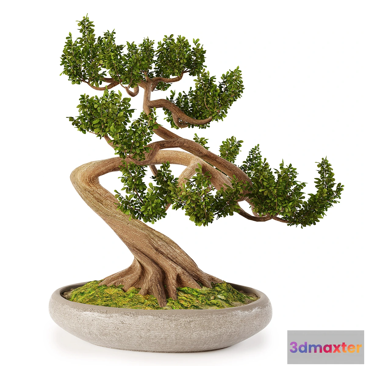 1324400 - Bonsai w01 3D Max