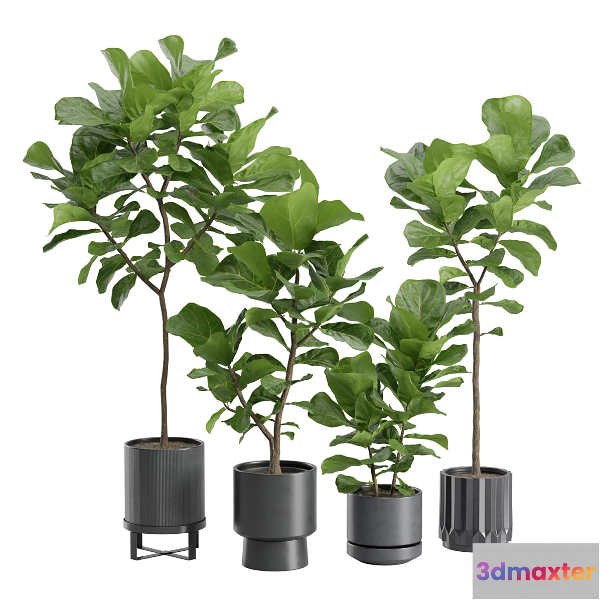 1324592 - Ficus Lyrata in Dark Planters 3D Max