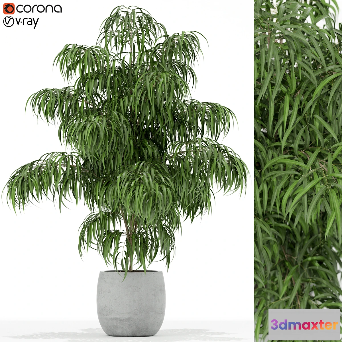 1324596 - Plants collection 156 3D Max