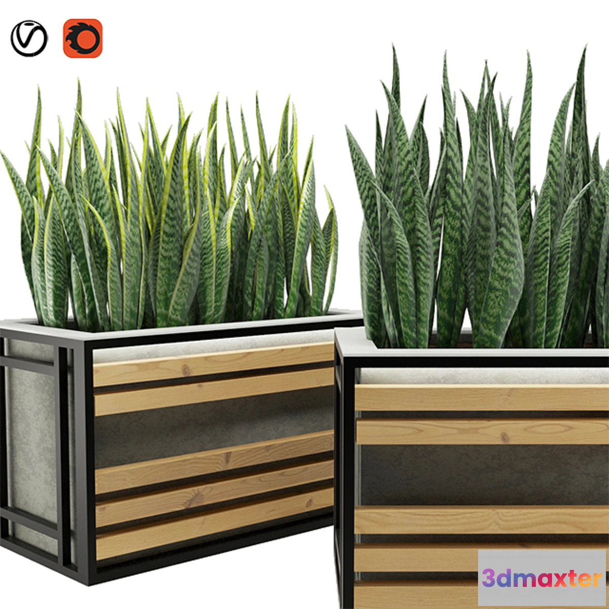 1326750 - Sansevieria 3D Max