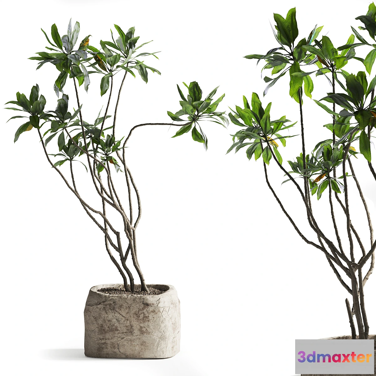 1328911 - Tree in stone Planter 3D Max