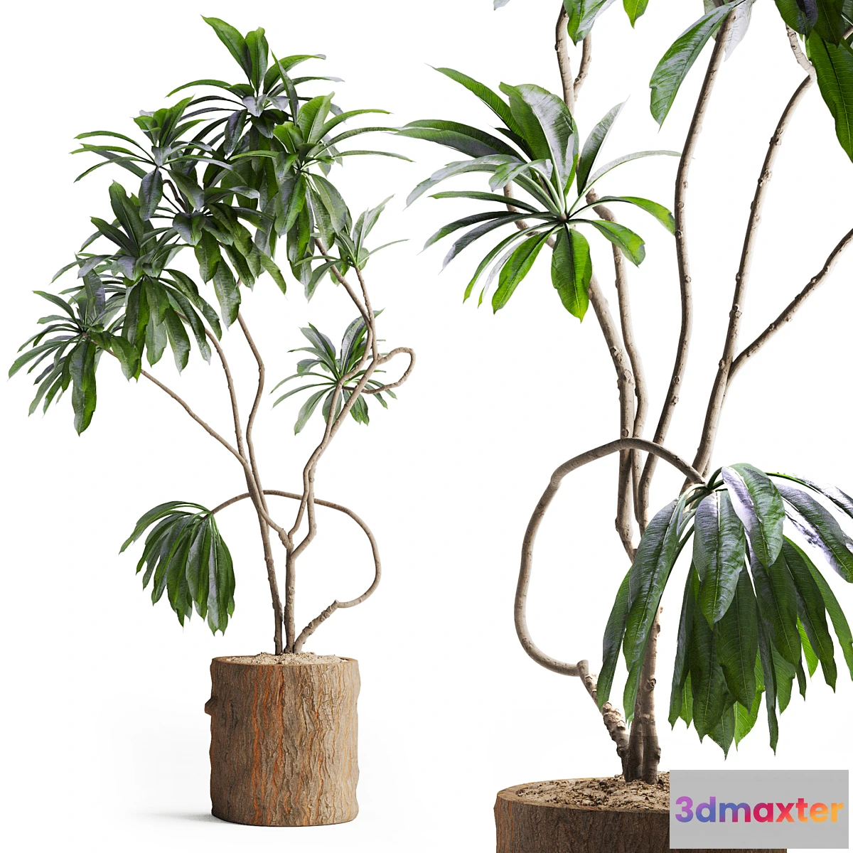 1329245 - Indoor Plant in Wooden Pot 3D Max