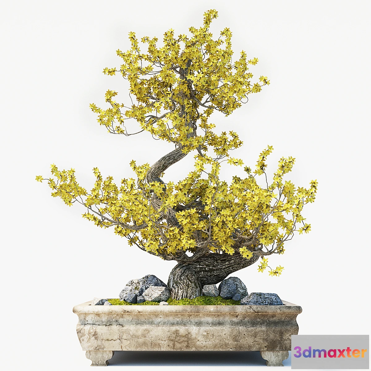 1330834 - Bonsai - No.3 3D Max
