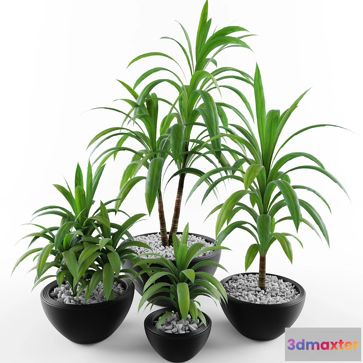 1331051 - Dracaena fragrans 3D Max