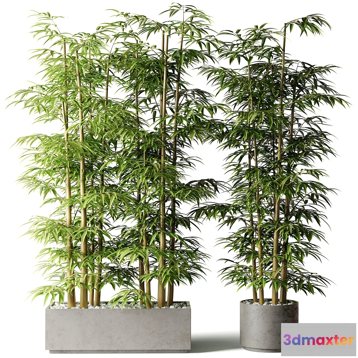 1331099 - Bamboo in rectangular and round pots 3D Max