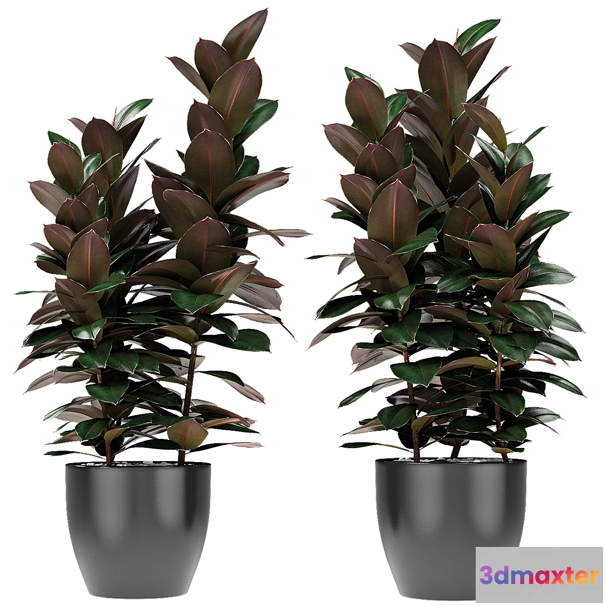 1331126 - Plant in Pot Flowerpot Exotic Plant 3D Max