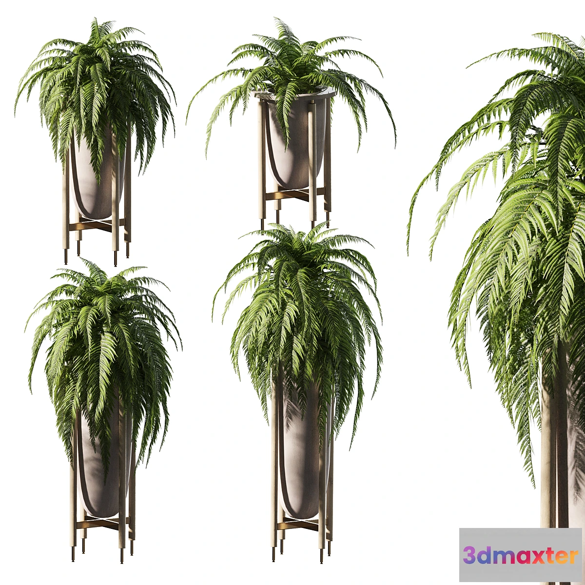 1331229 - Fern in pots. 4 models 3D Max