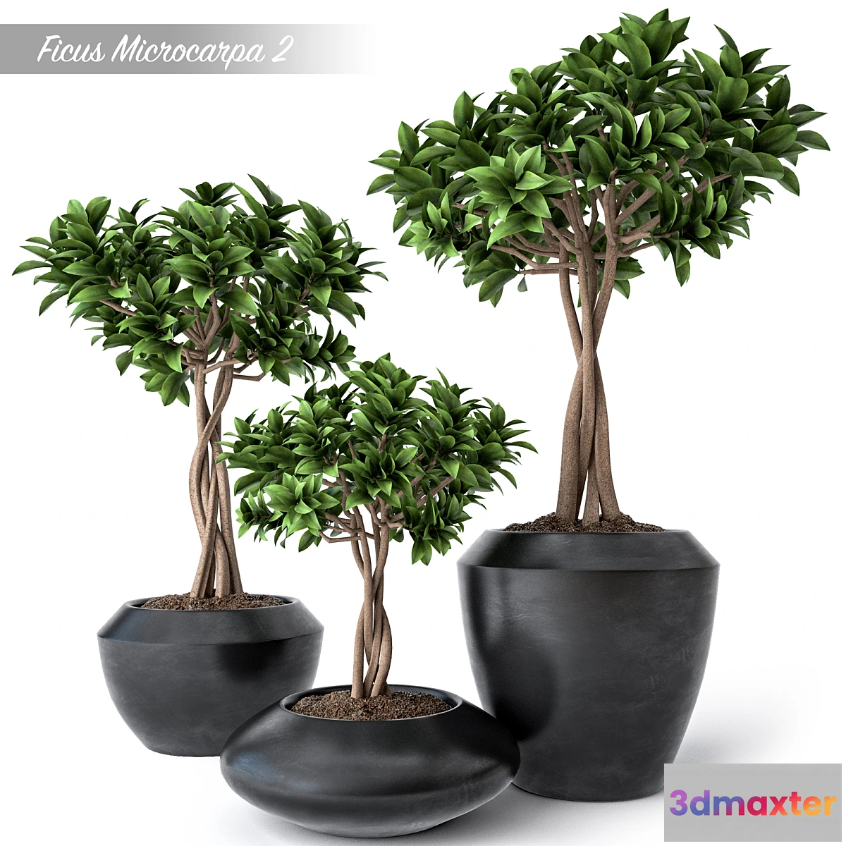1331274 - Ficus Microcarpa 2 3D Max