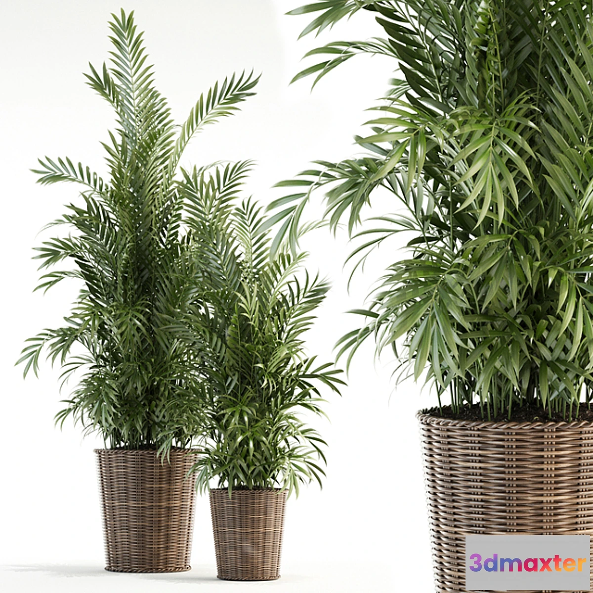 1333794 - Plants collection 93 3D Max