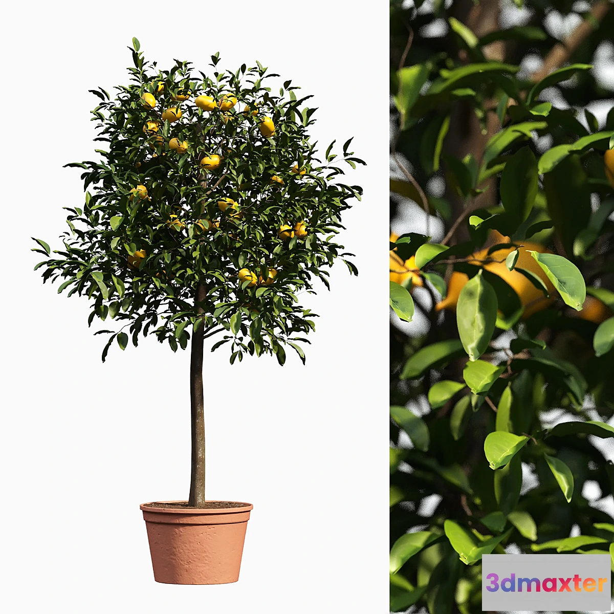 1335143 - lemon bushes 3D Max
