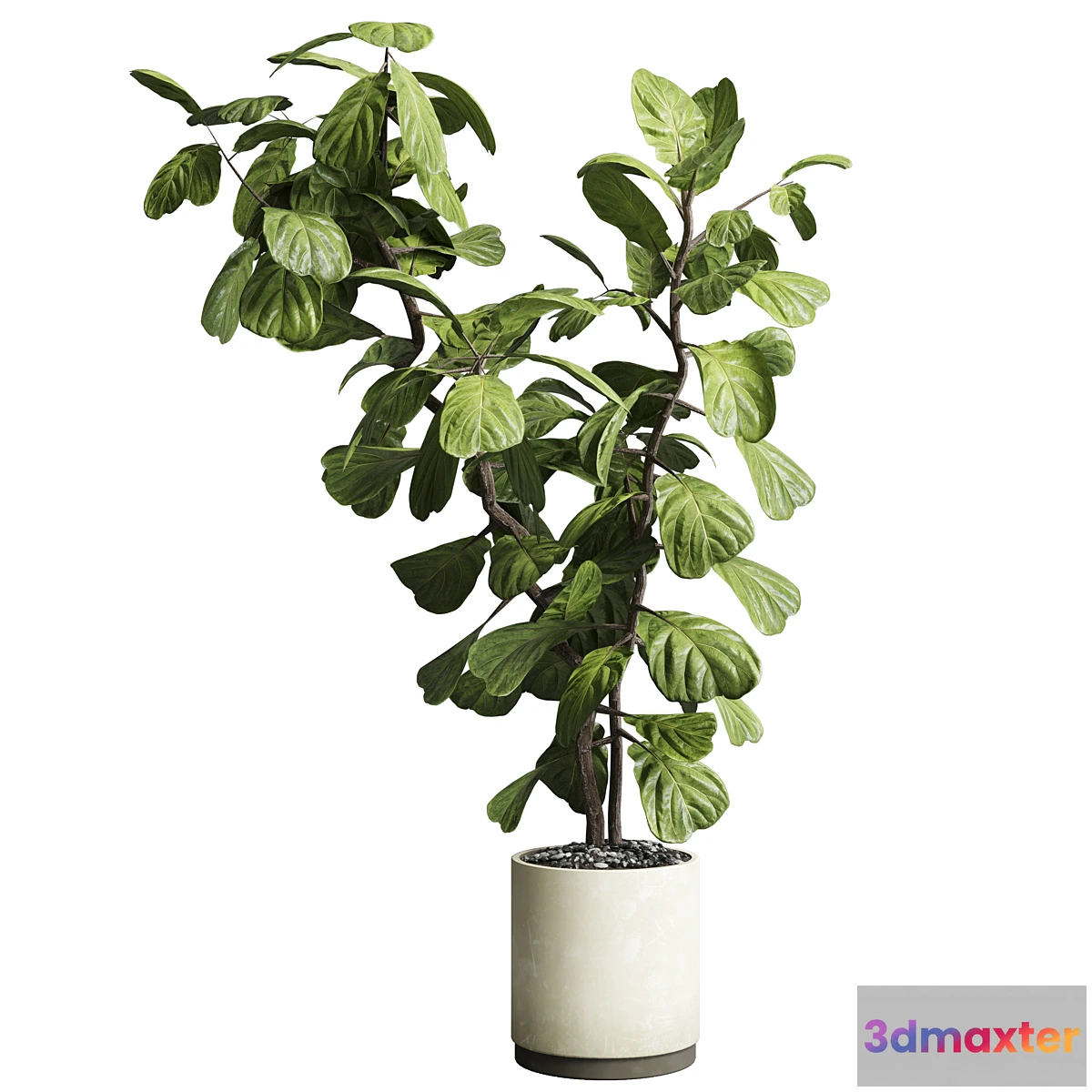1335789 - Indoor plant 149 plant ficus lyrata concrete vase 3D Max