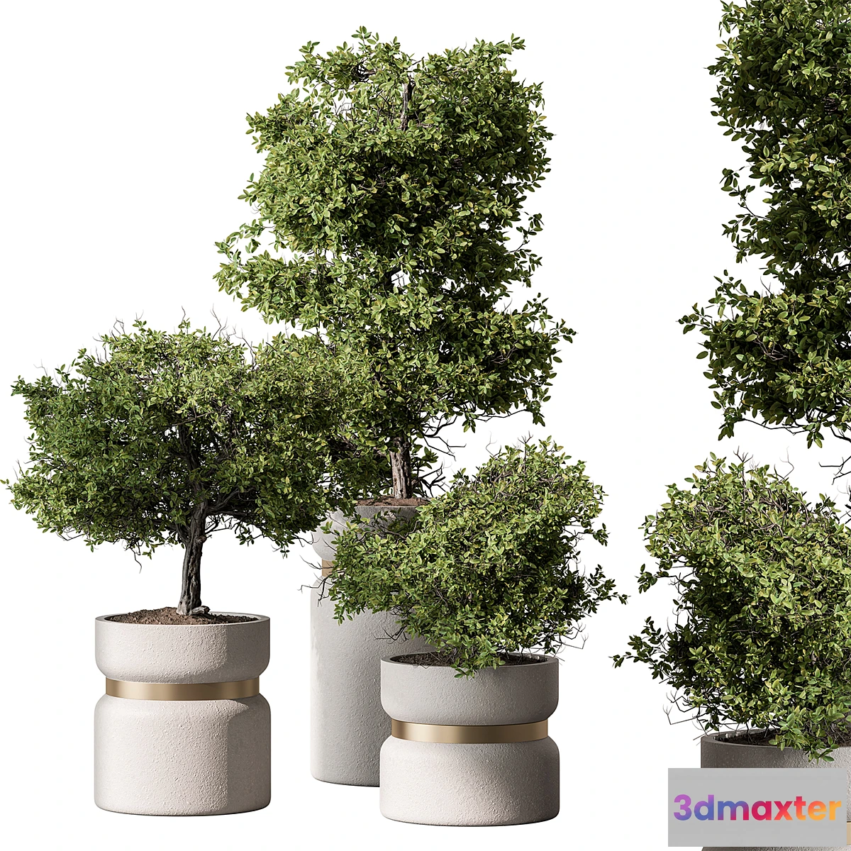 1336915 - Indoor Plant 566 -Tree in Pot - No.2 3D Max