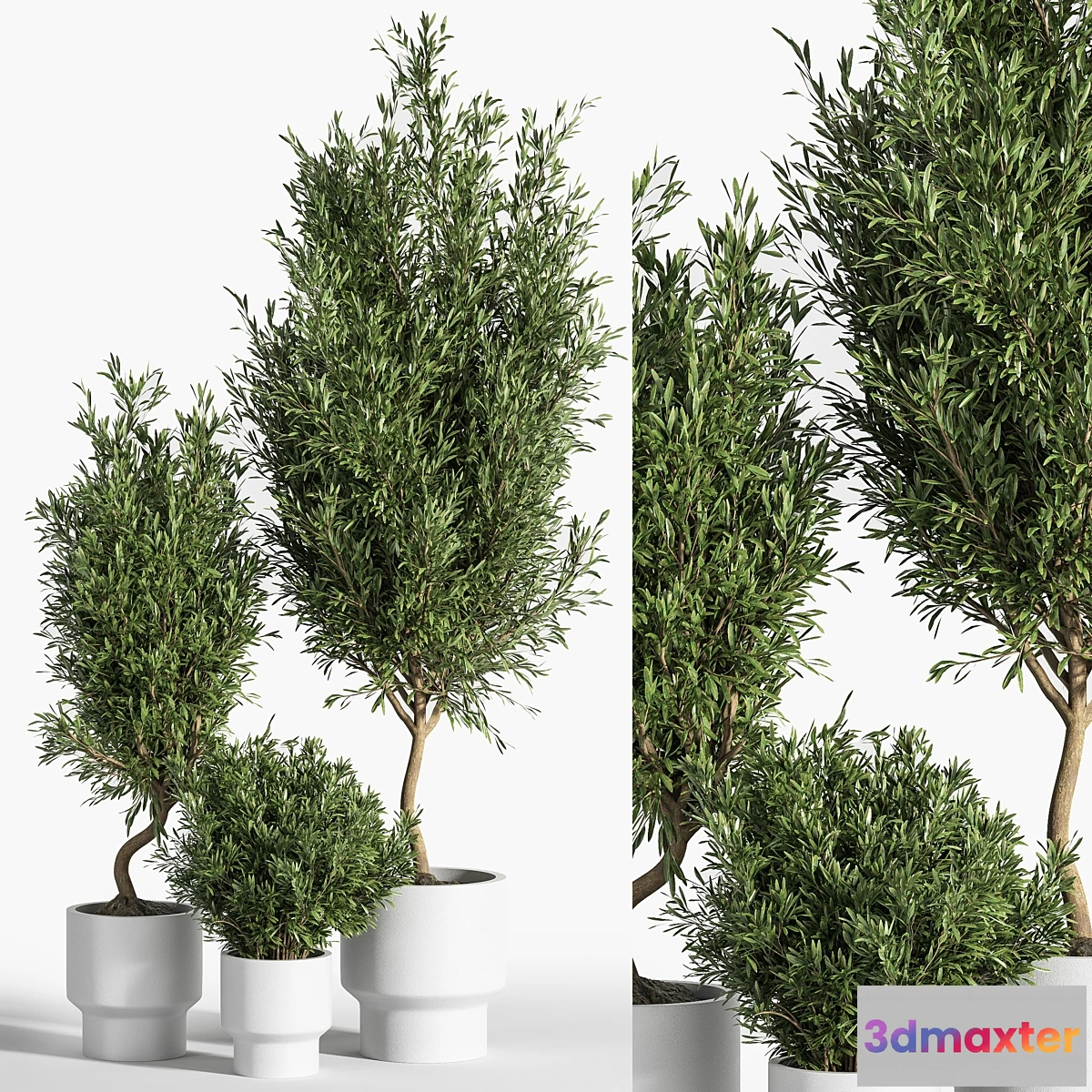 1337585 - indoor plant olive set 04 3D Max
