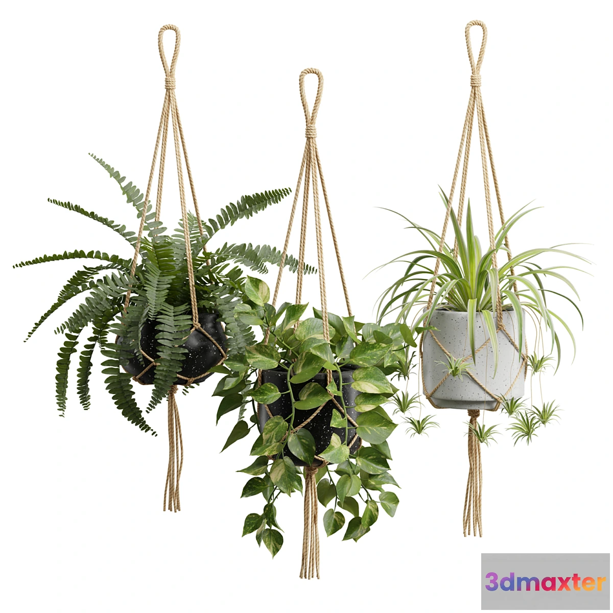 1338044 - Hanging Plants 01 - No.2 3D Max