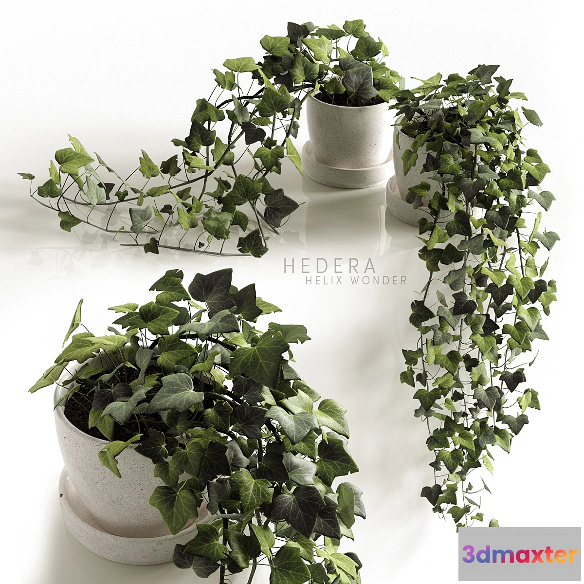 1338318 - Hedera Helix wonder - No.2 3D Max