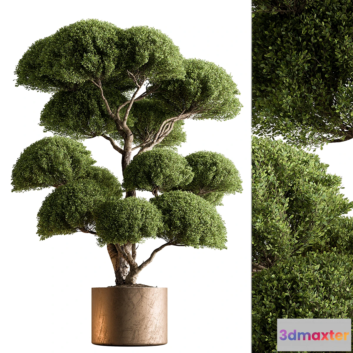 1340217 - Indoor Plant 638 -Topiary Ball - No.2 3D Max