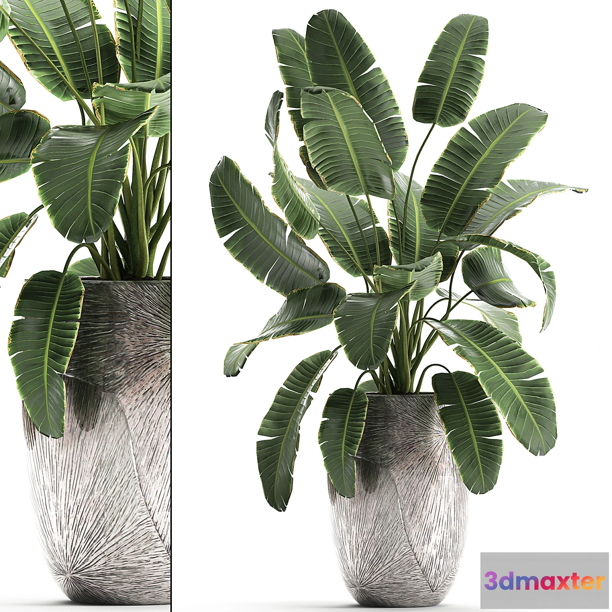 1340594 - Decorative banana palm is an exotic strelitzia plant in a luxury pot luxury. Set 794. 3D Max