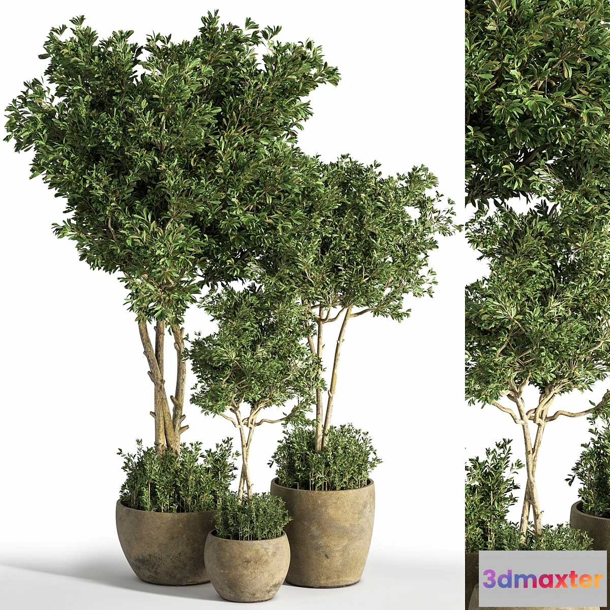 1341826 - Indoor_Plant_Set_25 3D Max