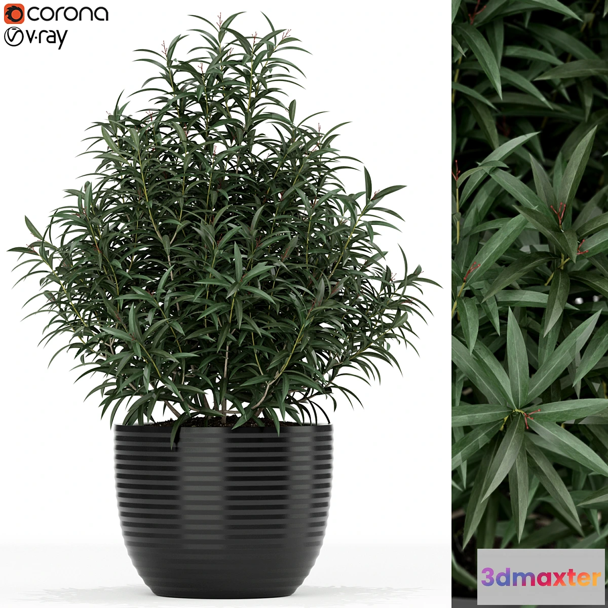 1343495 - Plants collection 168 3D Max