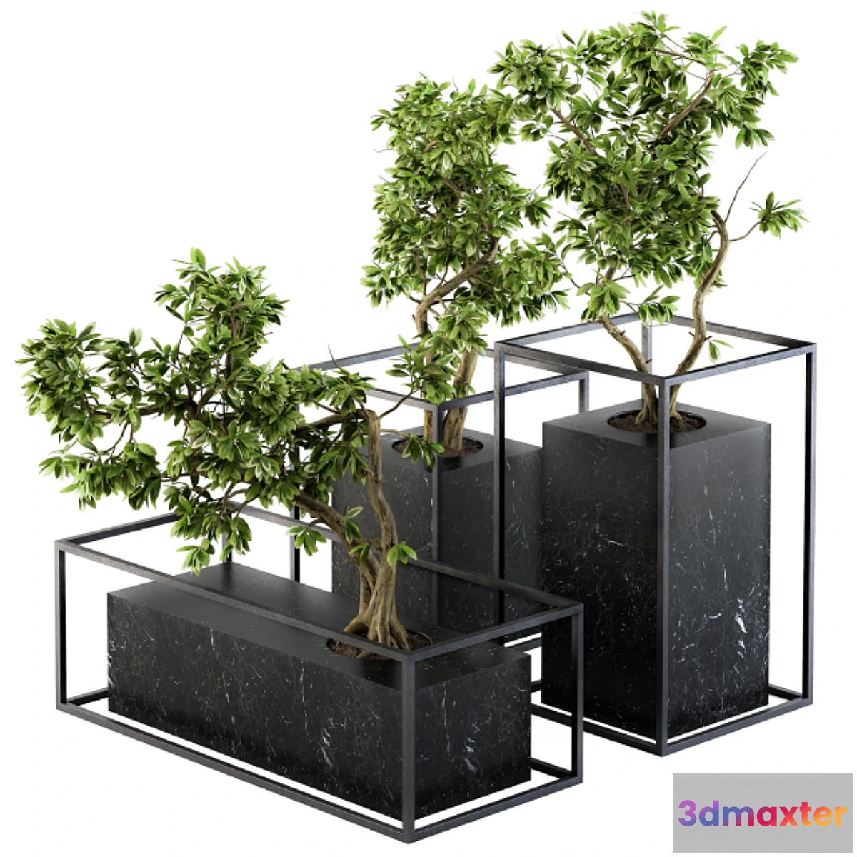 1343827 - Bonsai Benjamin indoor Plants - Set 101 3D Max