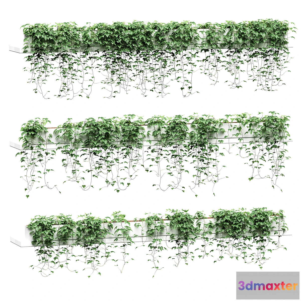1345488 - Ivy on long shelves. 3 models 3D Max