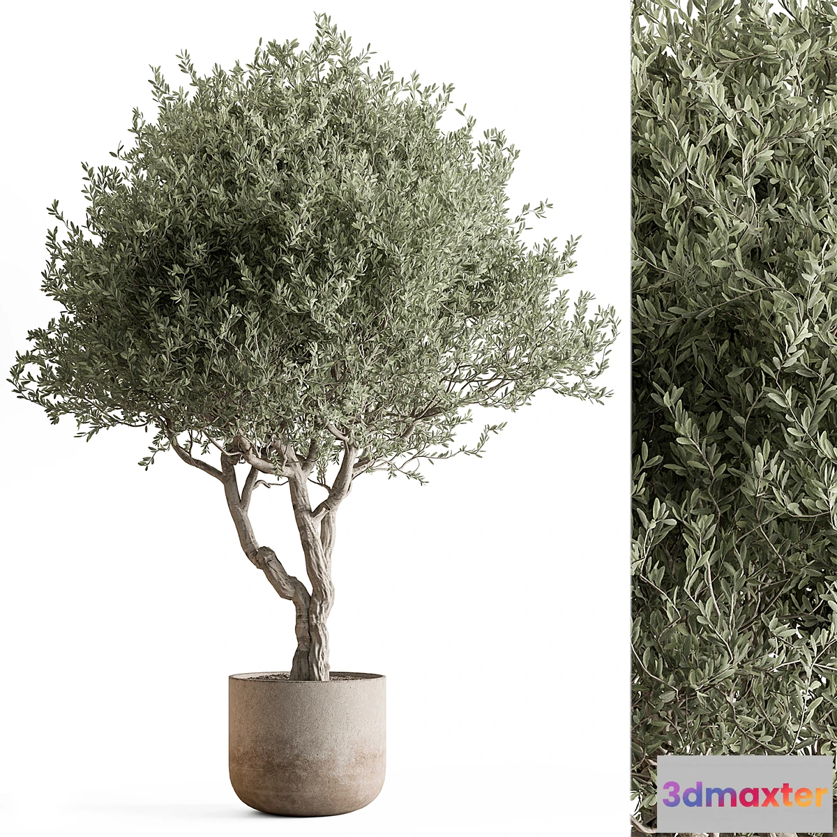 1345882 - Indoor Plant 652 -Tree in Pot - No.2 3D Max