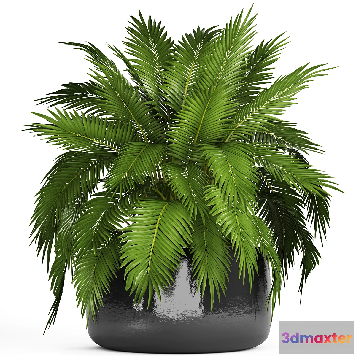 1346698 - Chamaedorea cataractarum Hamedorea bush palm tree outdoor pot flowerpot leaves cycas 3D Max