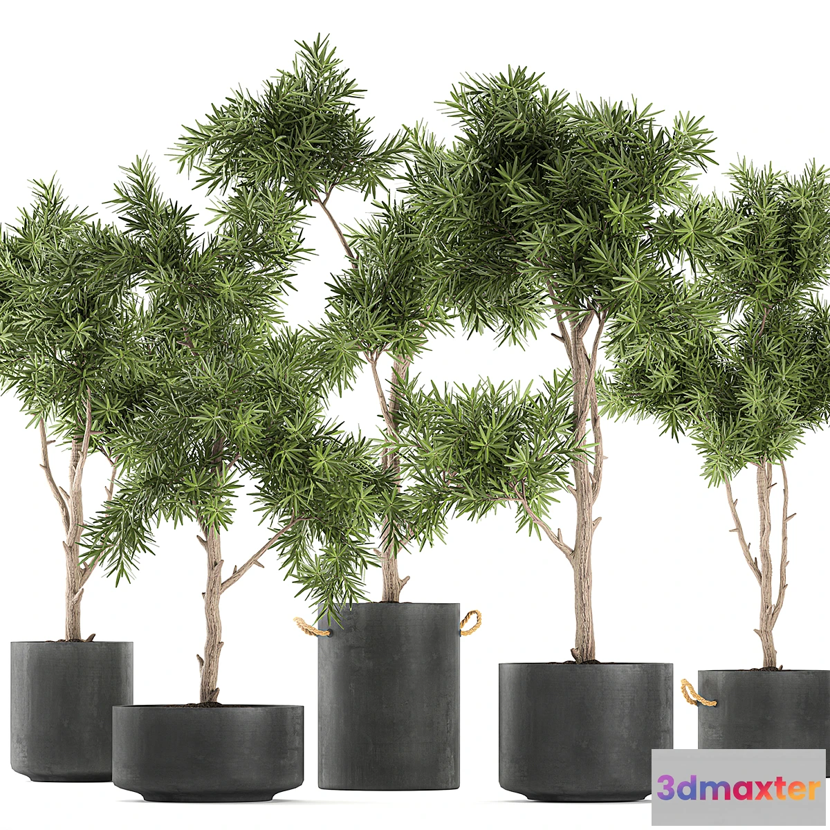 1346840 - Collection of decorative trees in black pots topiary. Set 751. 3D Max