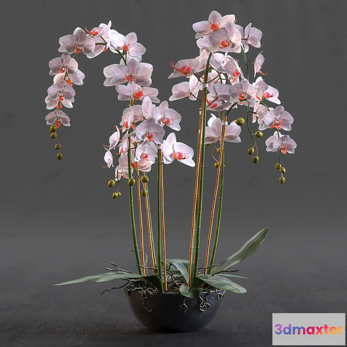 1347140 - Orchid 3D Max