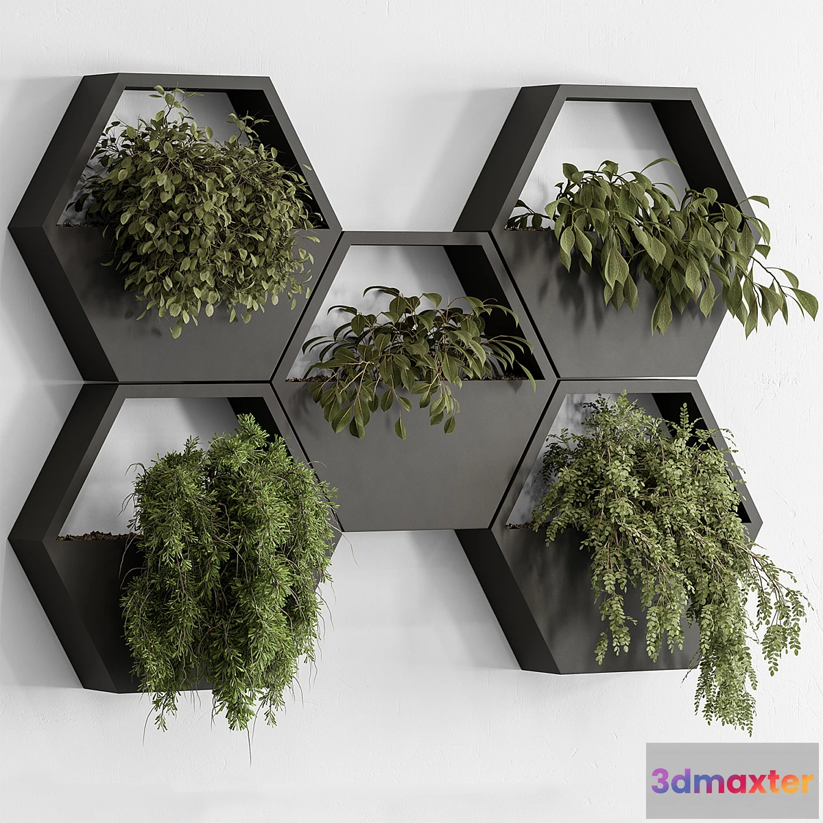 1347208 - indoor Plant 536 - Hanging Plants 3D Max