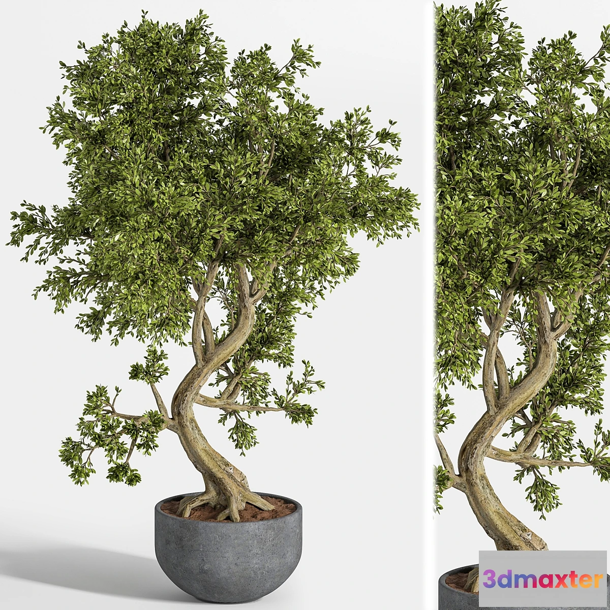 1347606 - plant bonsai 01 3D Max