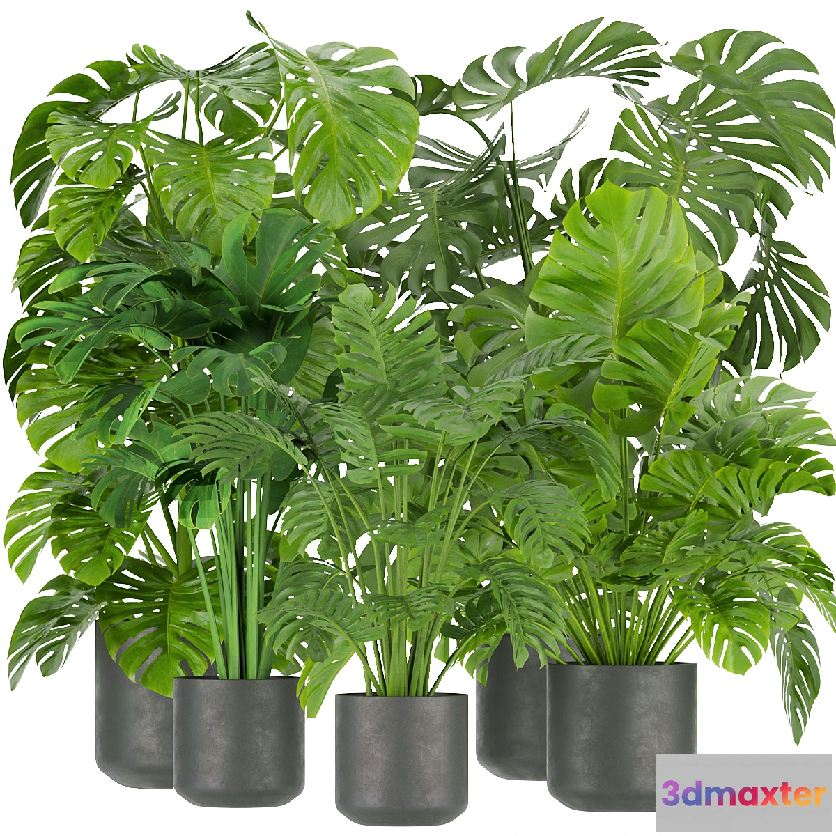 1348320 - Collection plant vol 334 - indoor - monstera - No.2 3D Max