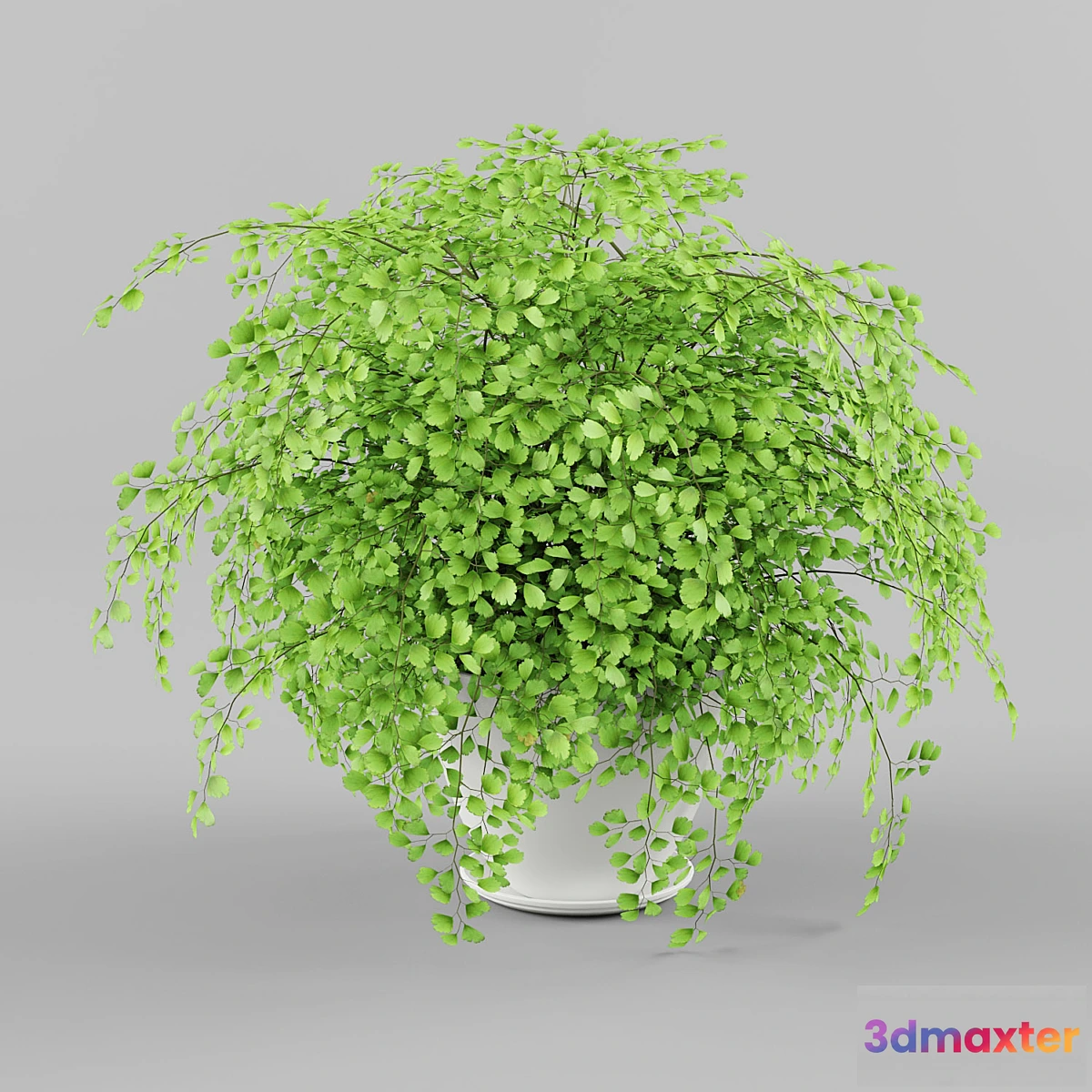 1349353 - Houseplant 3D Max