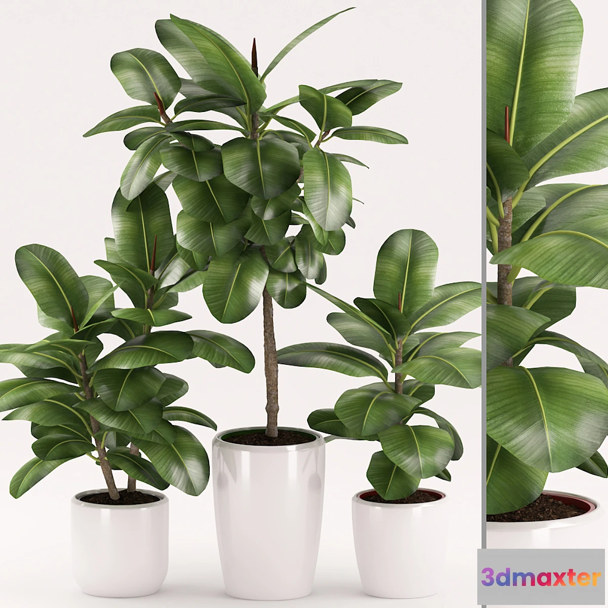 1350062 - Plants 154 3D Max