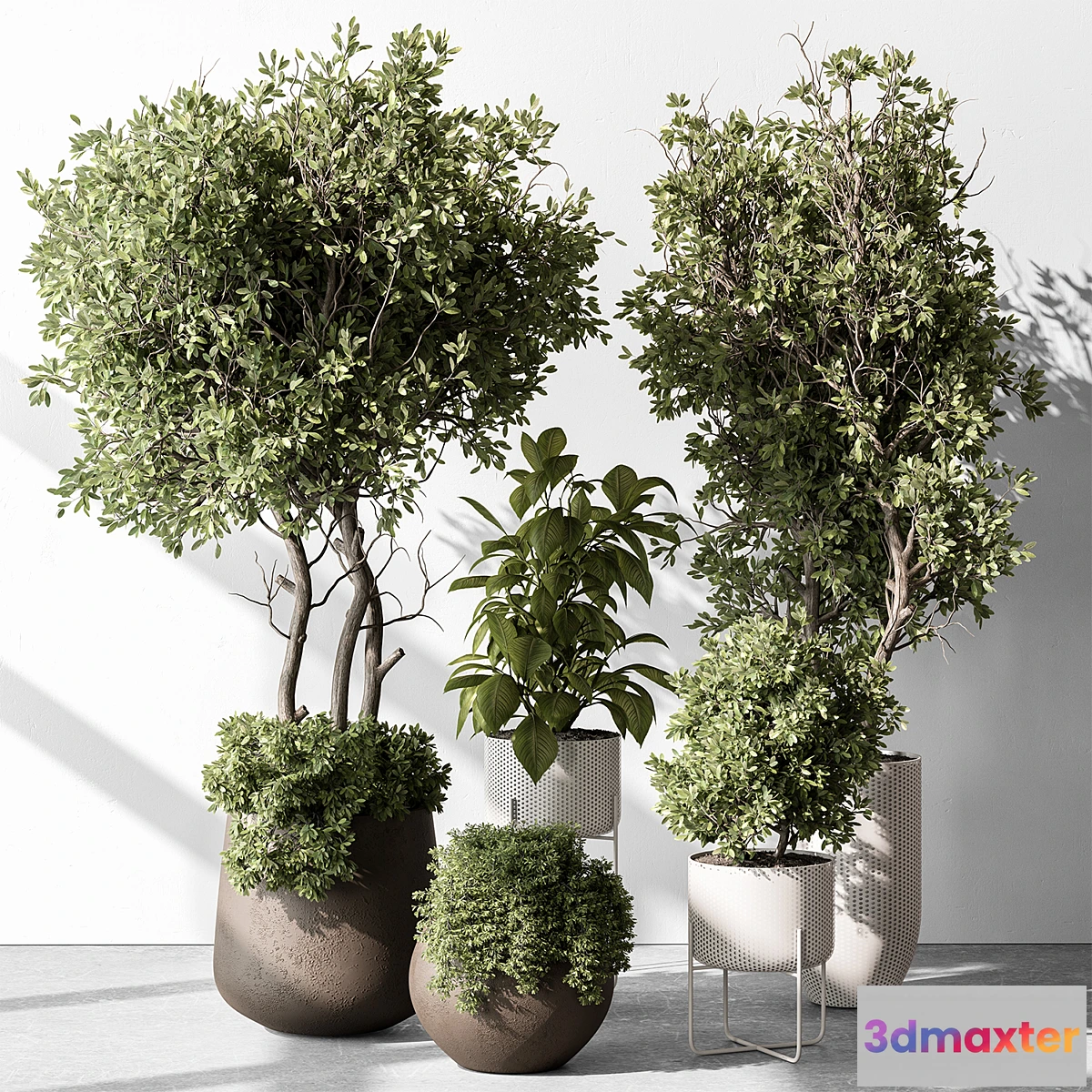 1350945 - Indoor Plant 541 -Tree in Pot 3D Max