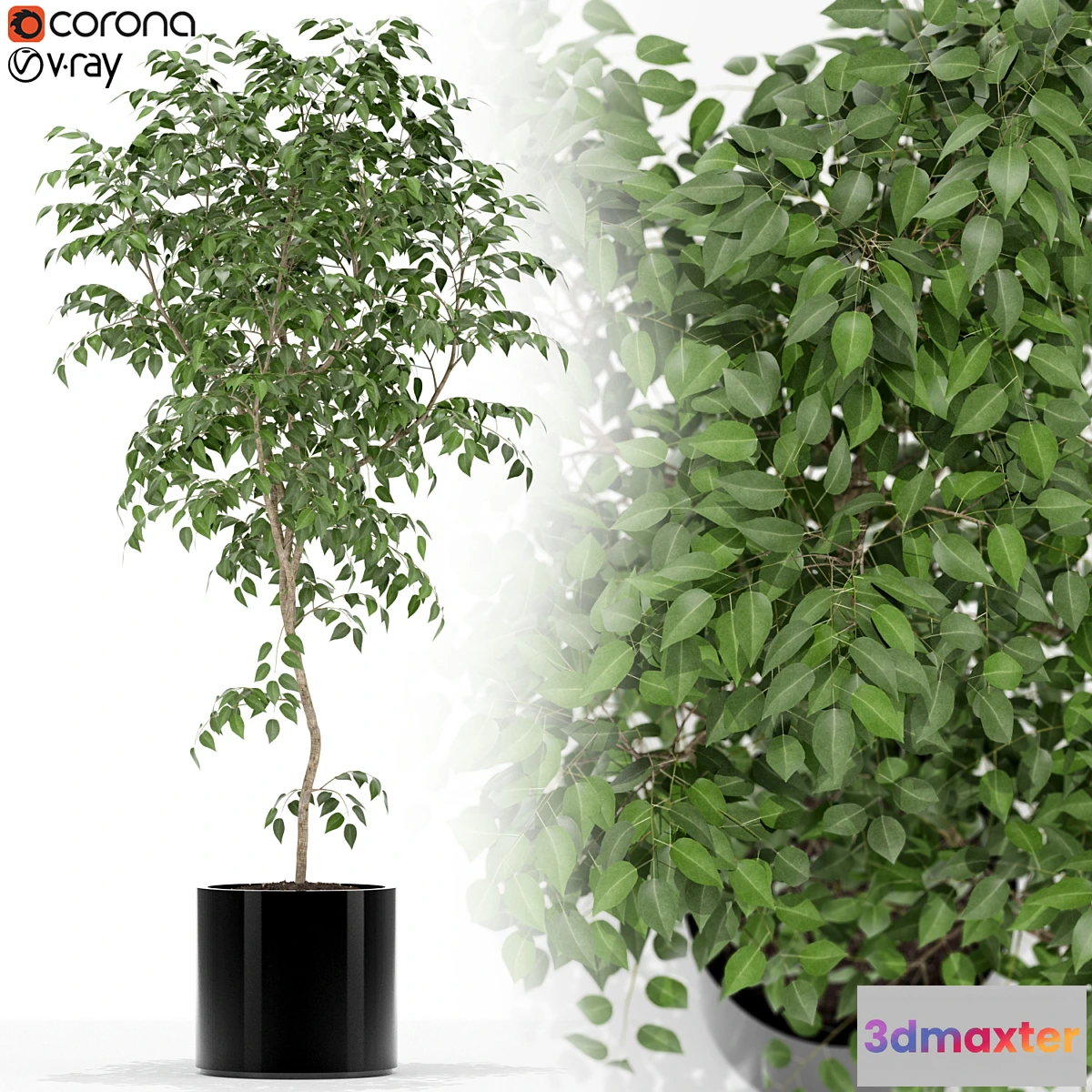 1353171 - Plants collection 152 3D Max