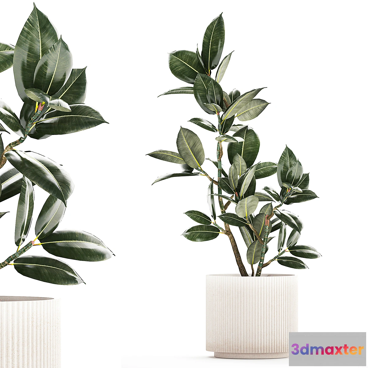 1353490 - Beautiful small tree in a modern pot Ficus rubbery elastica Ficus Abidjan Ficus Robusta. 1235 3D Max