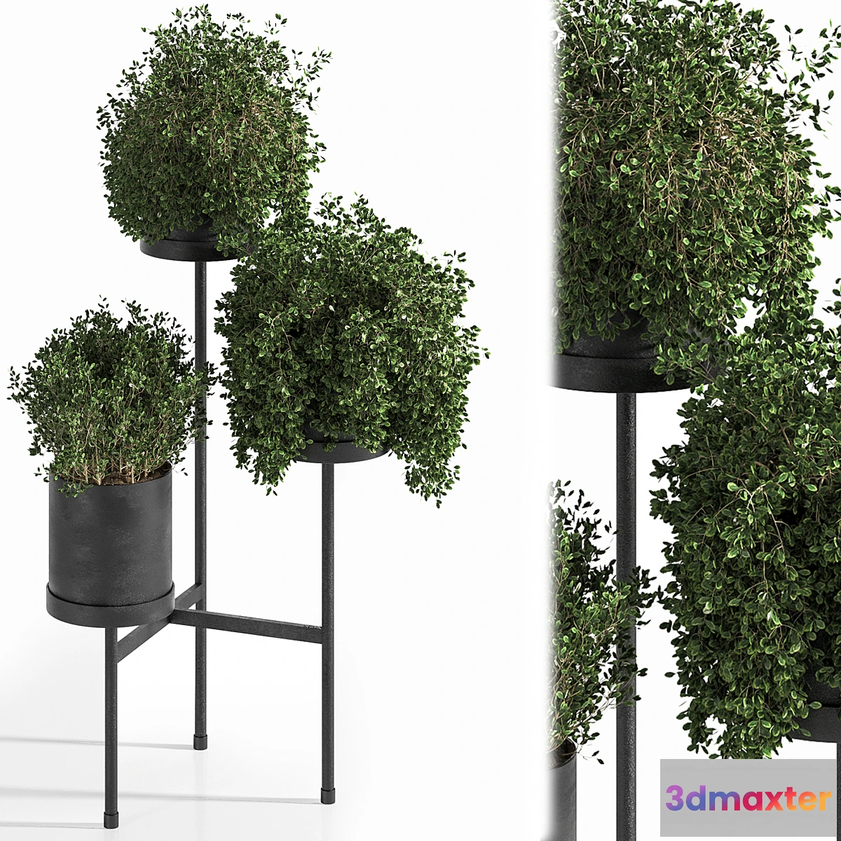 1354950 - Indoor Plant Set 03 3D Max