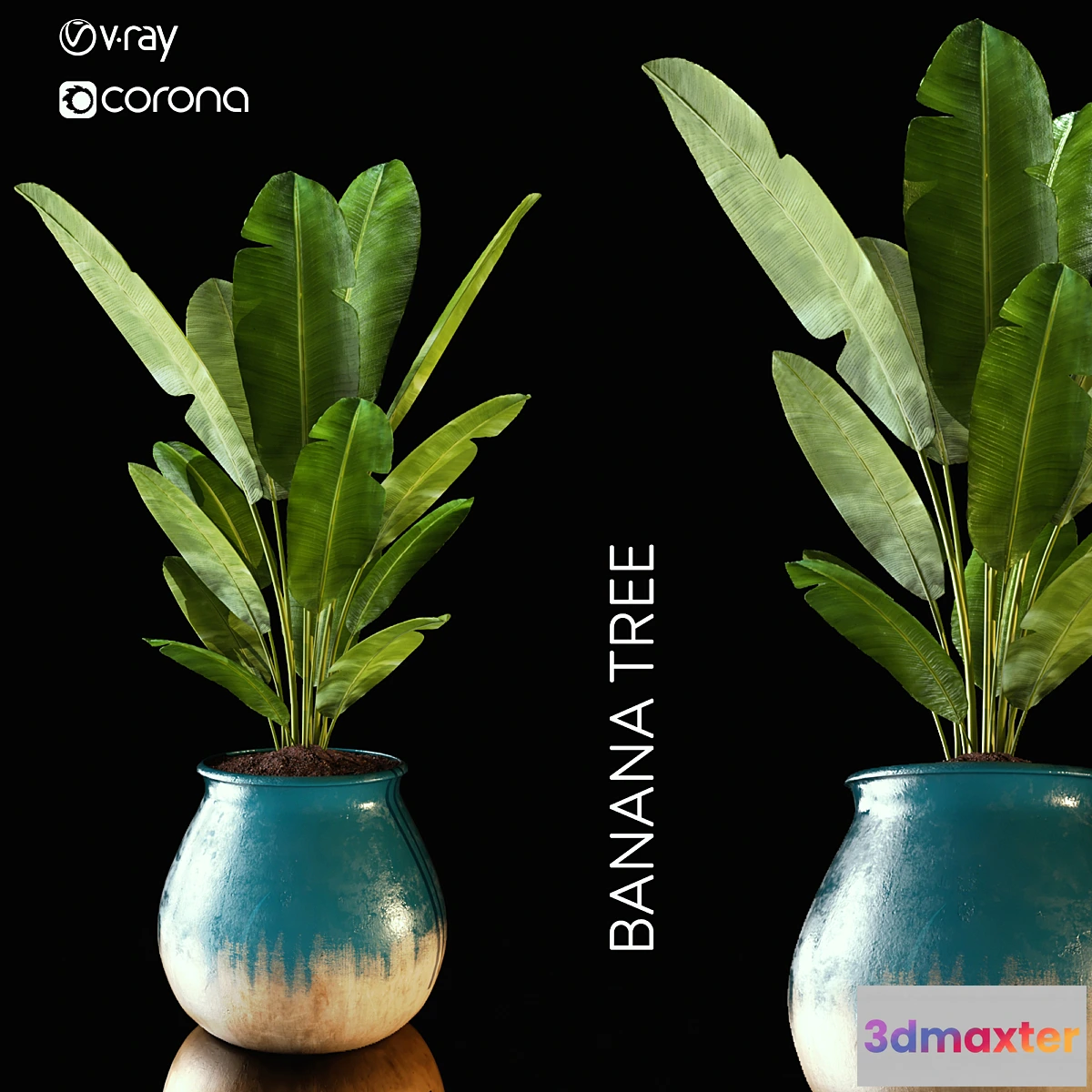 1355094 - banana tree 3D Max