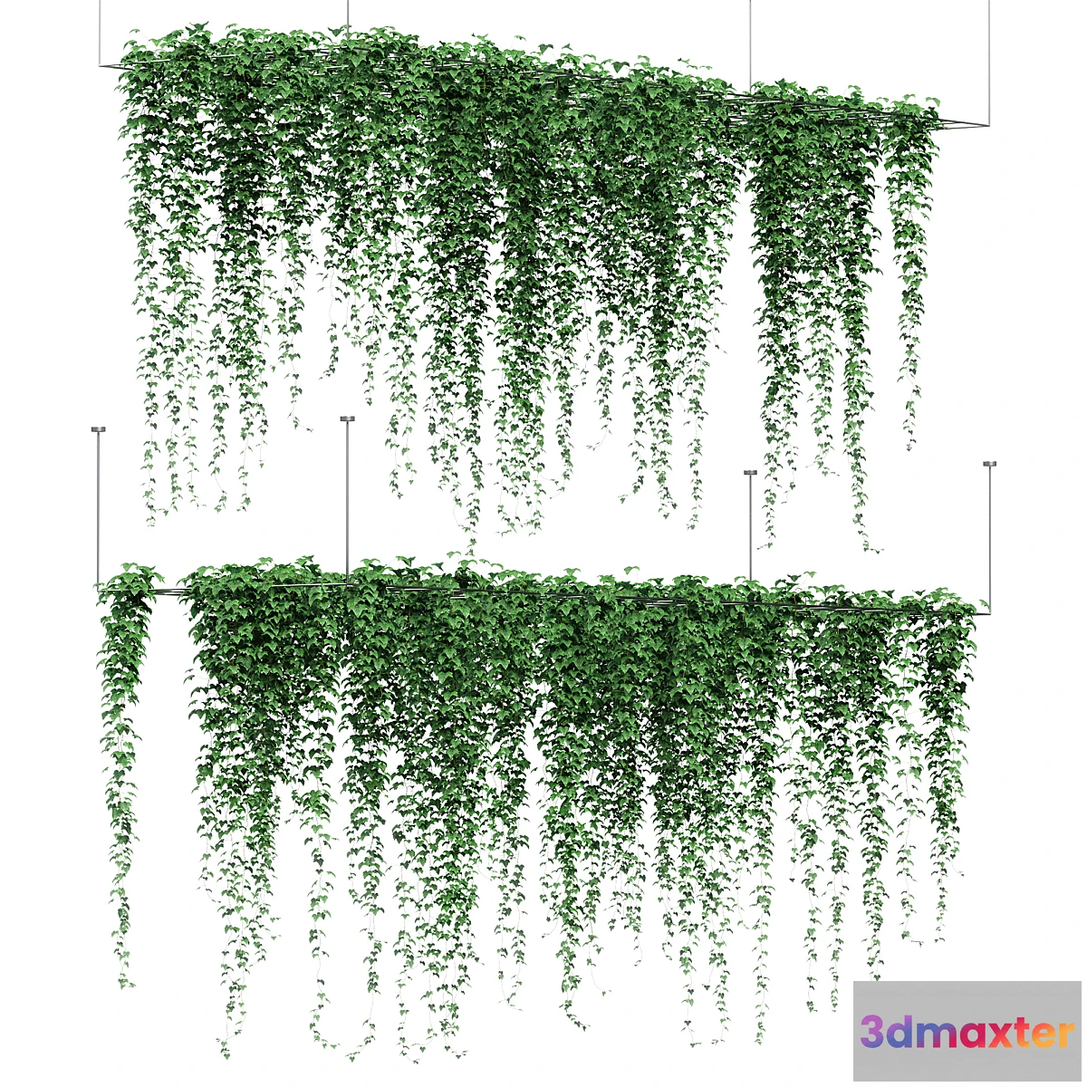1356385 - Ivy hanging from the ceiling. 2 models - No.2 3D Max