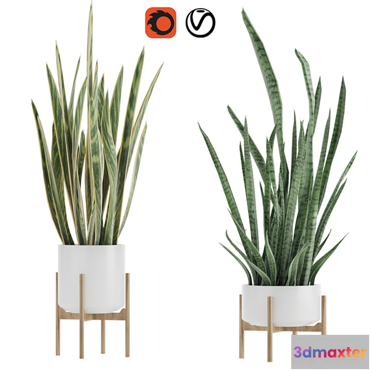 1356485 - Sansevieria 2 3D Max