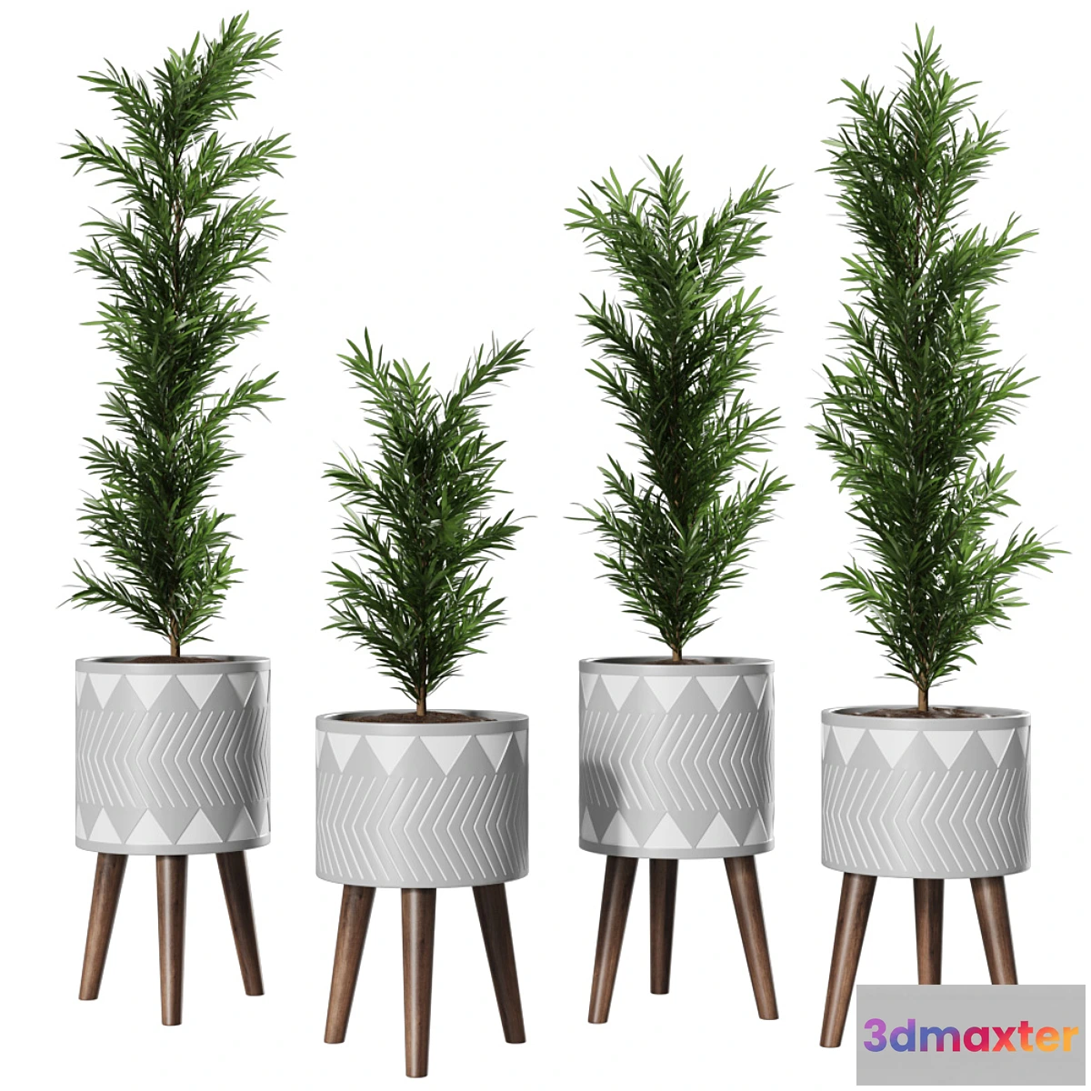 1356724 - Podocarpus Vase Plant 3D Max